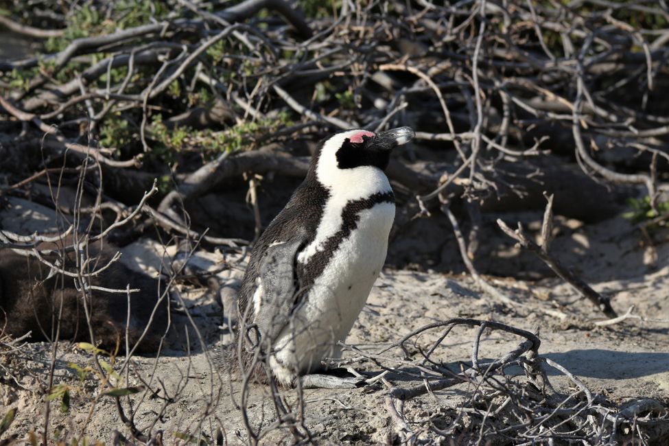 Tag 19: Kapstadt! Tafelberg, Strand & Pinguine