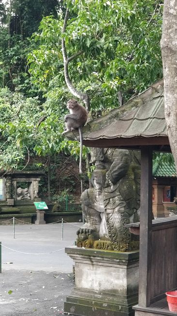 Bali Swing & Monkey Forest