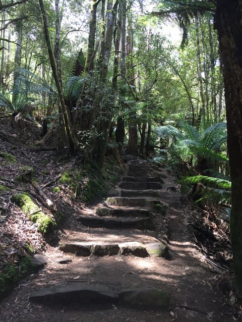 Via Mount Field National Park nach Süden