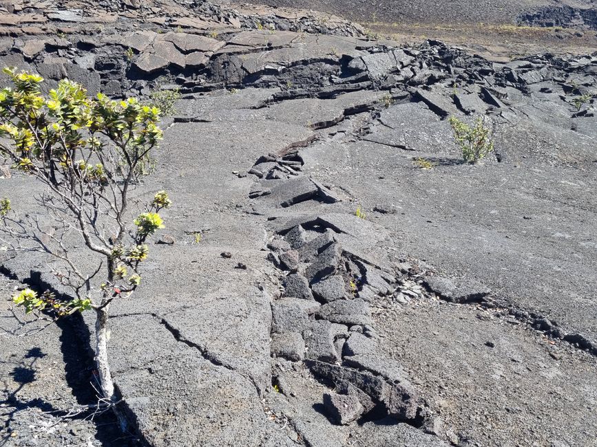Hawaii 2022 - Teil 1: Big Island