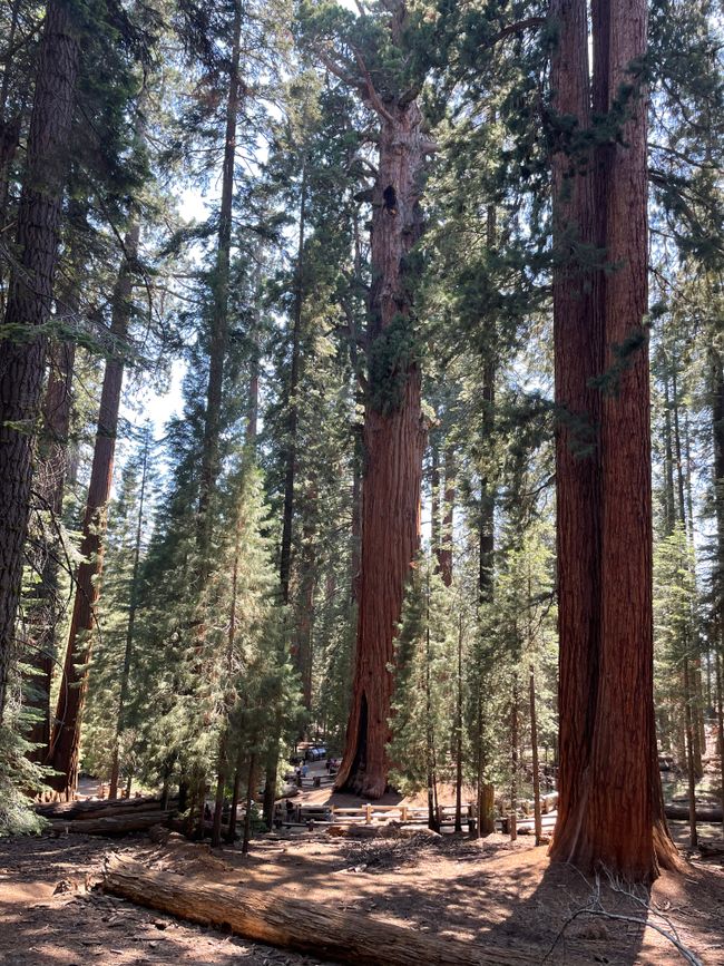 Séquoia et Kings Canyon