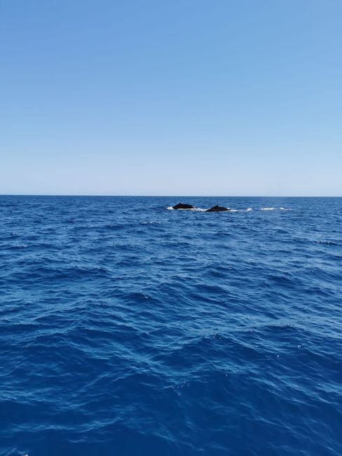 Ningaloo Reef, whale sharks, humpback whales and us