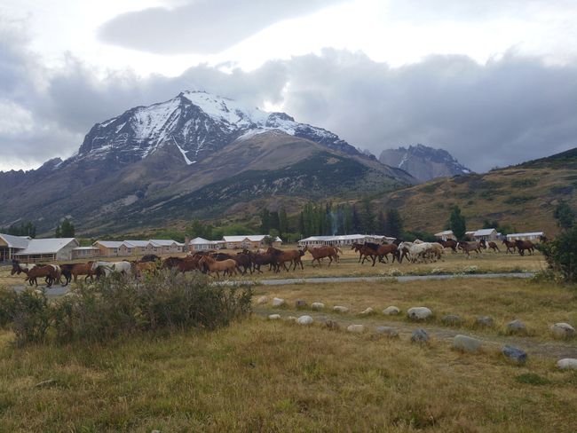 Torres del Paine & Puerto Natales