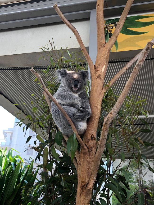Day 40 & 41 - Sydney - Koala Breakfast - Bondi Beach