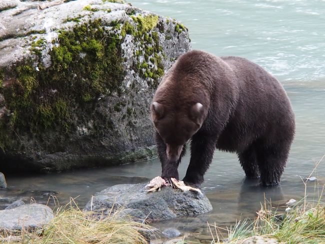 Haines: Bears at Chilkoot Lake