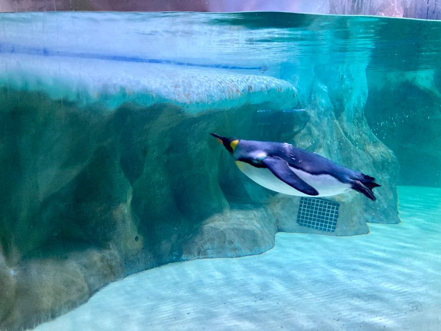 Pinguin im Wasser
