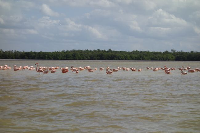 Celestún - Flamingoes