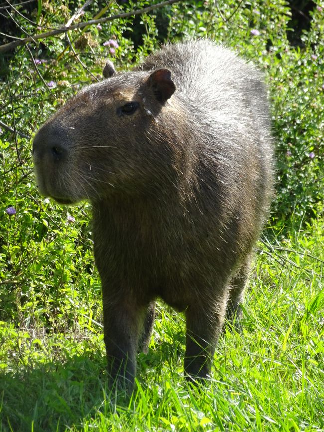 Capybaras 