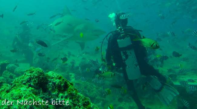 12.10.2016 Fiji # Shark diving und Tropensturm auf Viti Levu