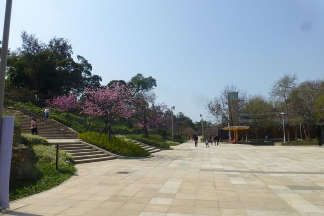 The park around Hsinchu Zoo. The cherry trees are already blooming here.