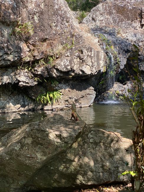 12|11|2019, Entlang Wasserfälle und dem Wildleben Australiens