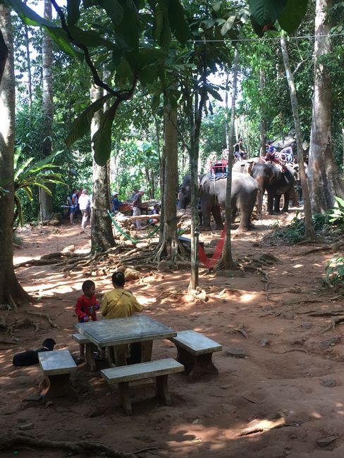 Elefanten Camp