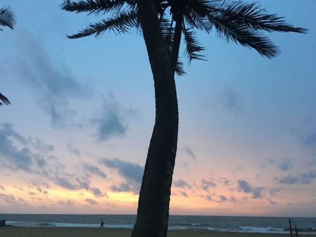 Palm tree in the sunset