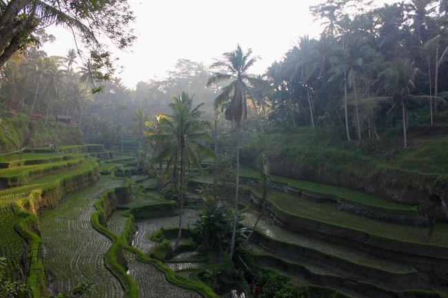 Tegalalang Rice Terrace in the early morning