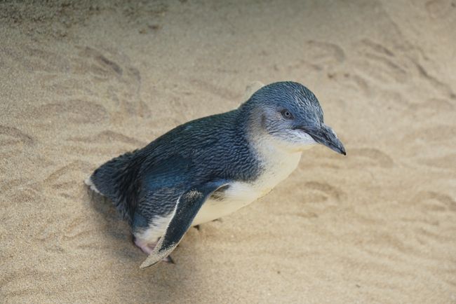 Australia - Penguin Supɔw so