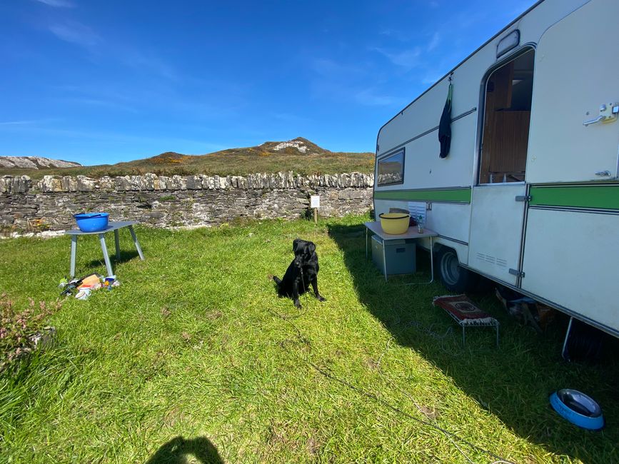 Traveling and camping with dogs