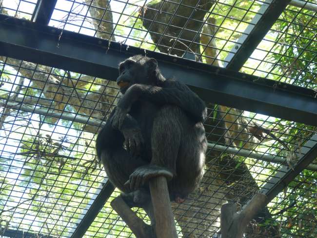 During the chimp feeding