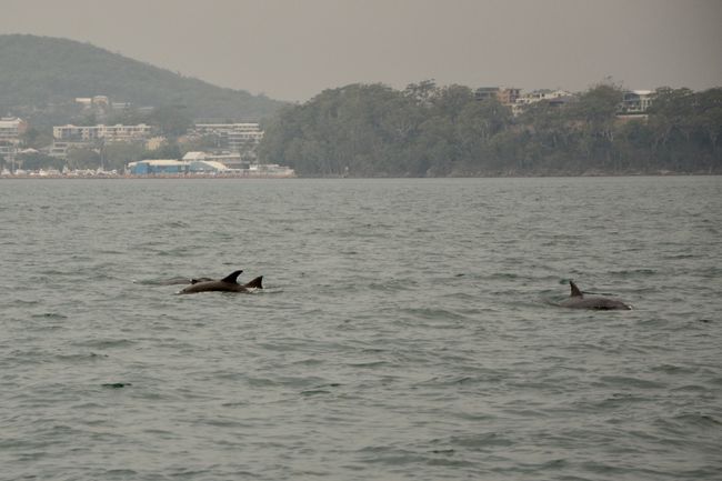 Erste Sichtung von Delphinen