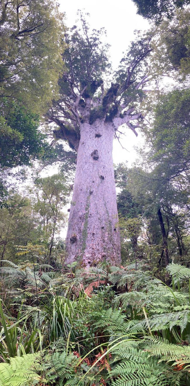 2000 Jahre alter Kauribaum