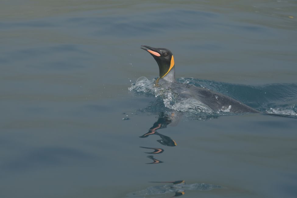 Macquarie Island - King Penguin