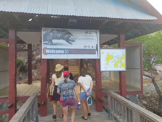 On the last day, we went to Rinca Island to see the dragons! 