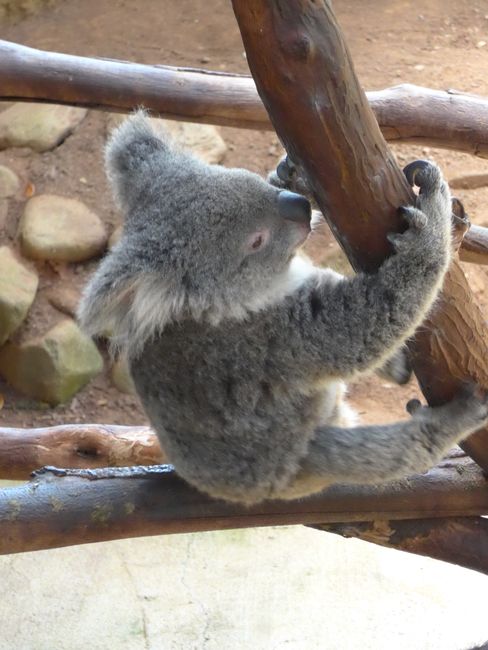 Kuranda - Eisenbahn, Kängurus und Koalas (Australien Teil 4)