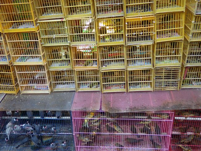 Kowloon bird market