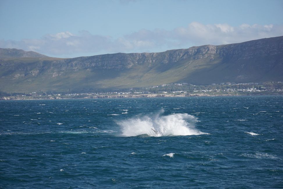 Hermanus ♥️