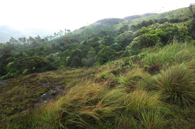 in und um Munnar rum