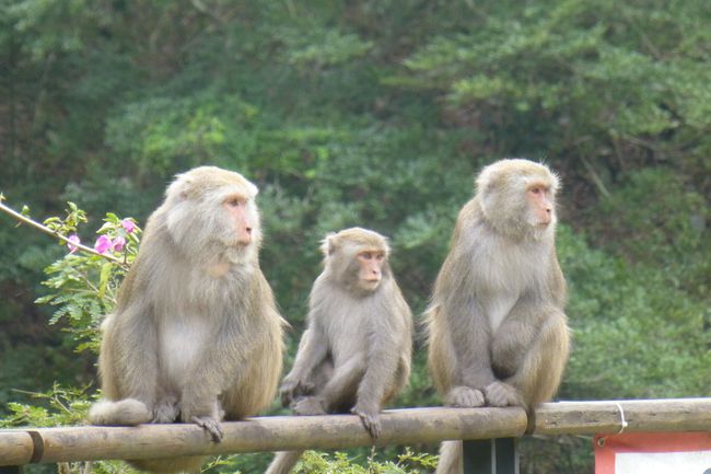 Es sind ein paar Affen frei herumgelaufen und es gab einige Warnschilder, damit die Touristen sie nicht füttern.