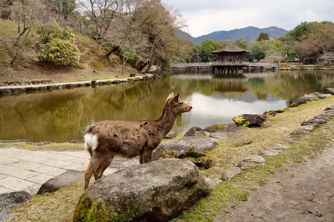 Rehe in Nara