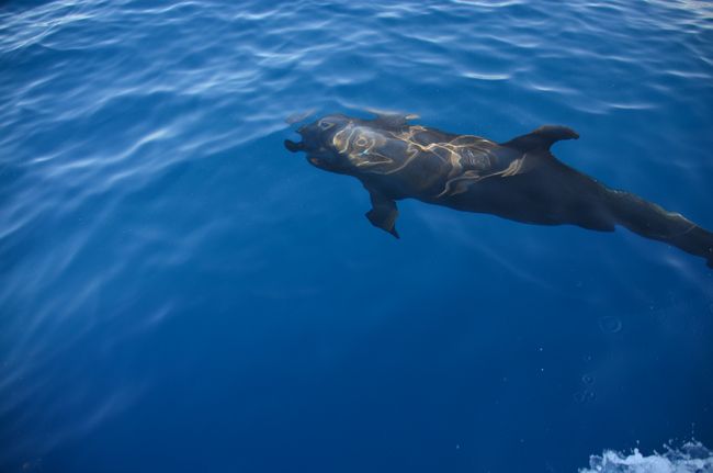 Likolopata Tsa Bana le Li-dolphin