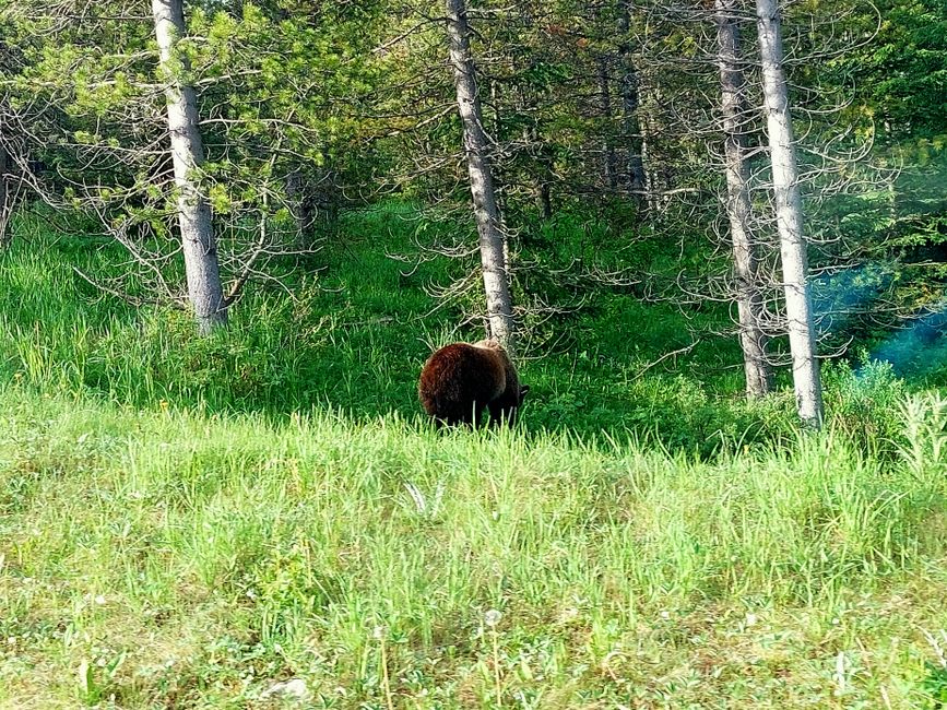 Grizzly outside the campground