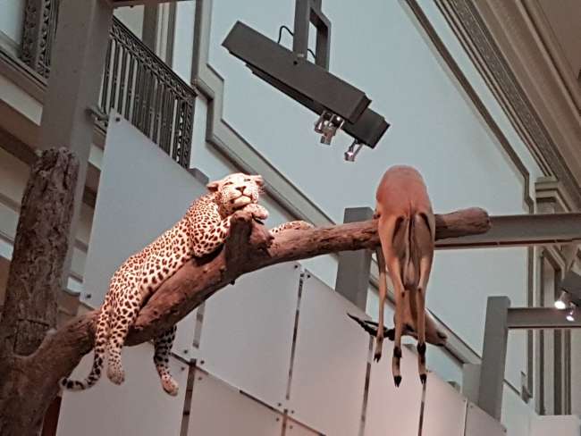 Impresiones del Museo Nacional de Historia Natural (incl. Diamante Hope)