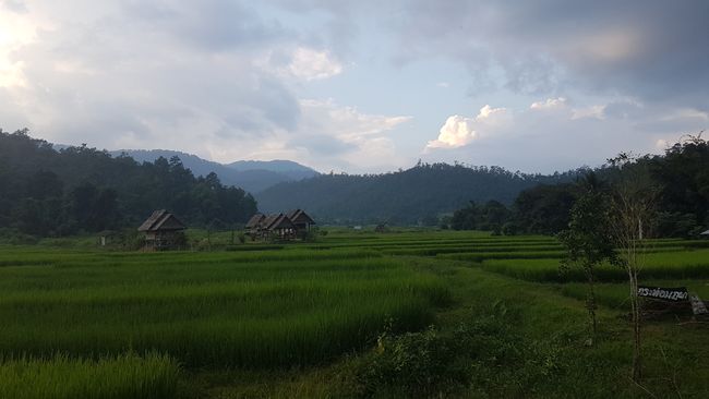 Es wird bereits dunkel. Jedoch sind die Reisfelder wunderschön anzusehen.
