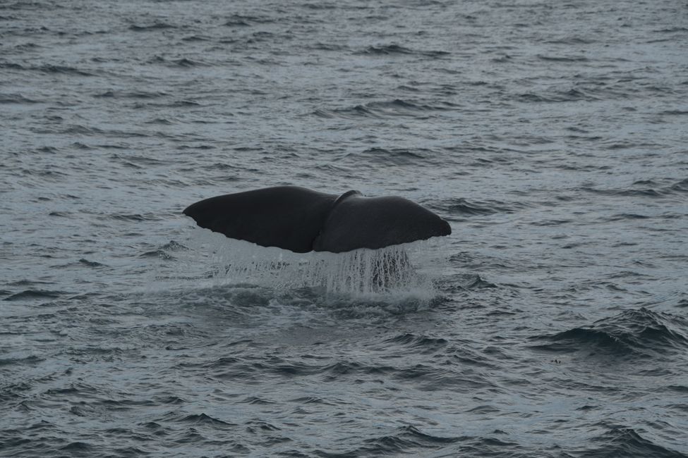 Kaikoura - Sperm whale - tail fluke diving