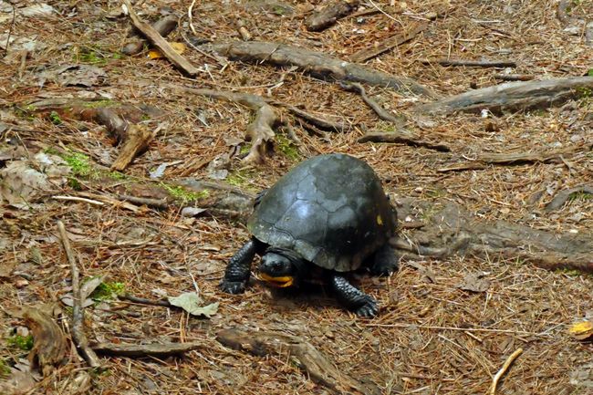 Eine Schildkröte im Wald