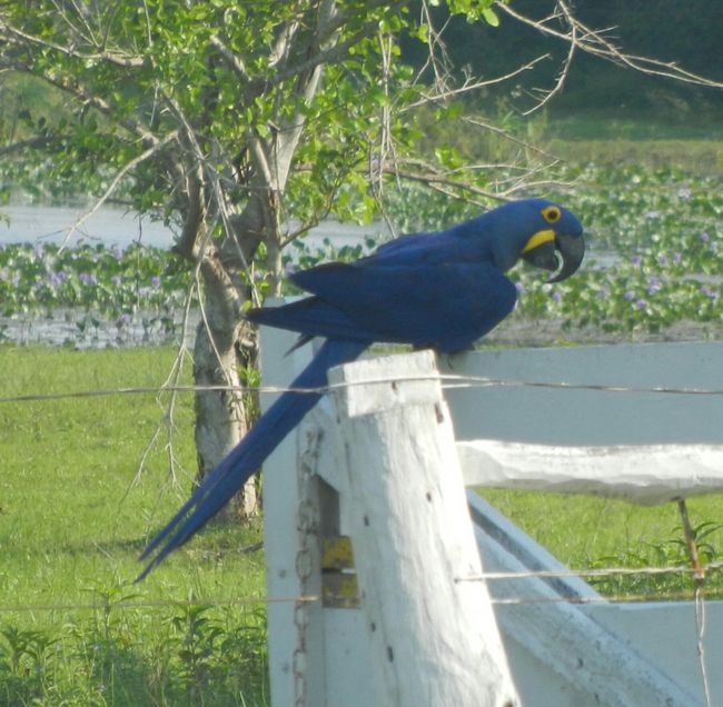 Pantanal Blue Macaw