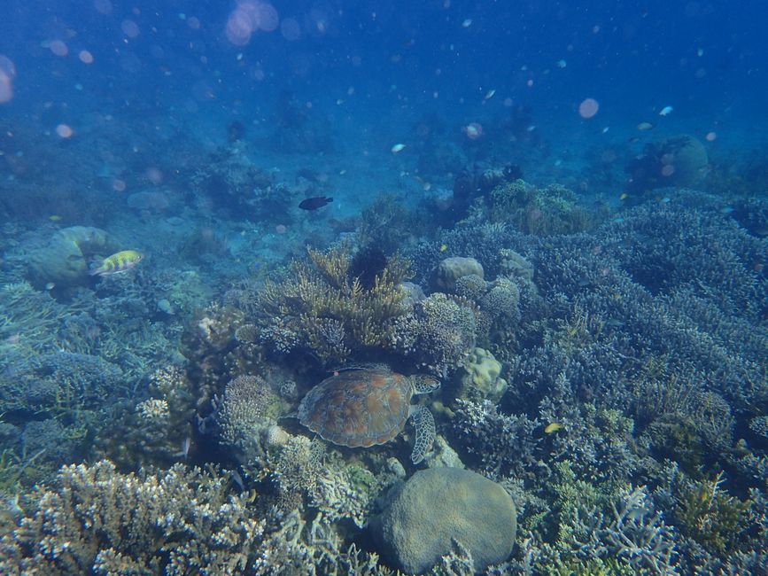Snorkeling off Flores Island - Hawksbill Sea Turtle