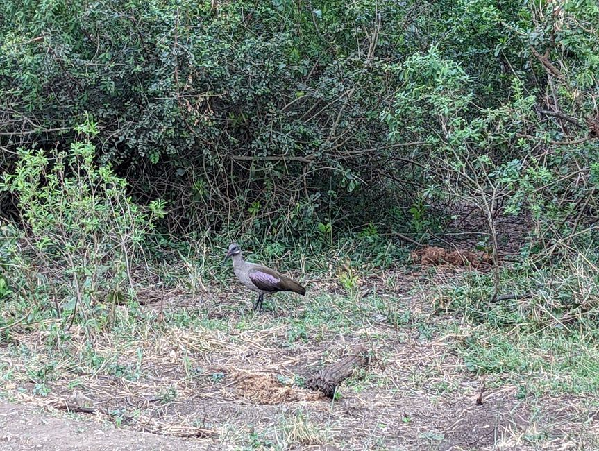 Hluhluwe-Imfolozi-Nationalparks