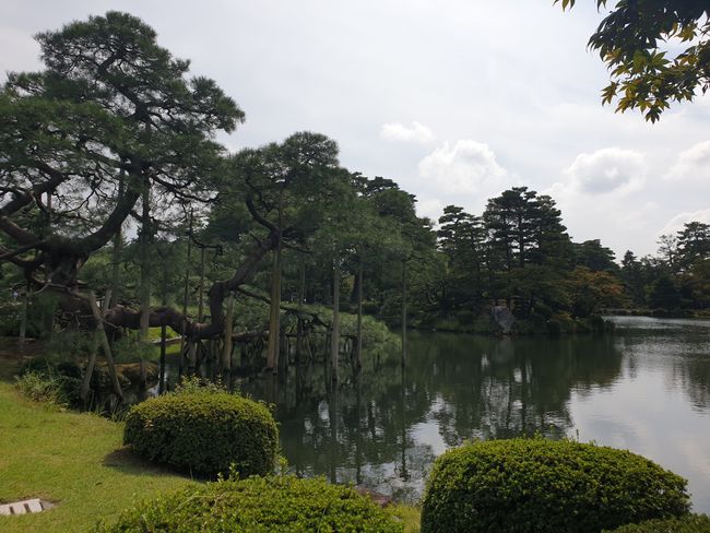 Karasakinomatsu Pine - planted around 1837, from seeds from Lake Biwa (where we just drove past by train)