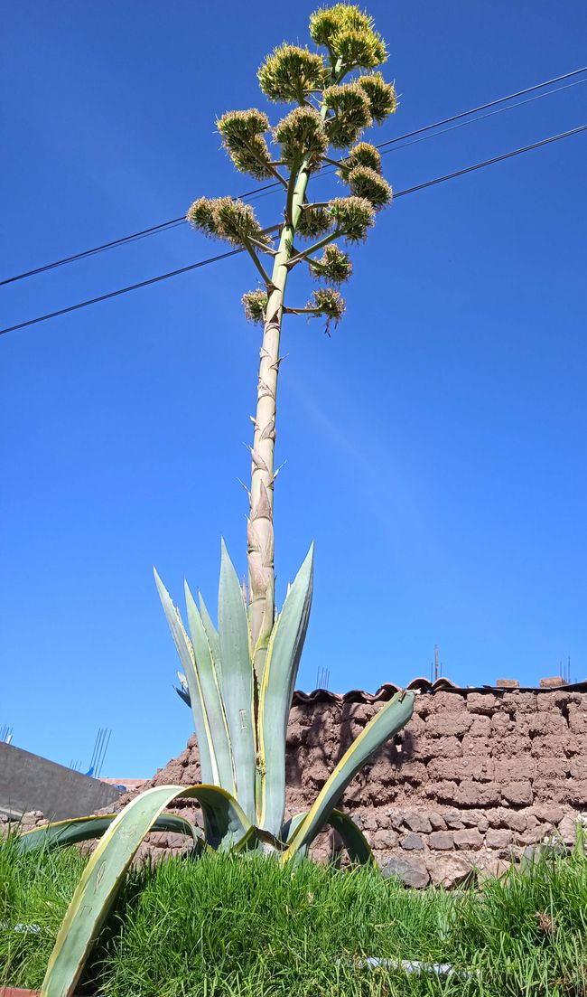 Bonus picture: blooming Agave plant