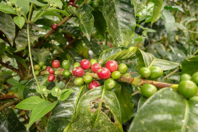 Aber die Früchte unterscheiden sich schon. Regelmässig werden die roten Kaffeekirschen von Hand abgesammelt. Der Rest bleibt hängen bis er reif ist. Es gibt zwei Haupterntezeiten im Jahr. Aber eigentlich wird das gesamte Jahr über Kaffee produziert.