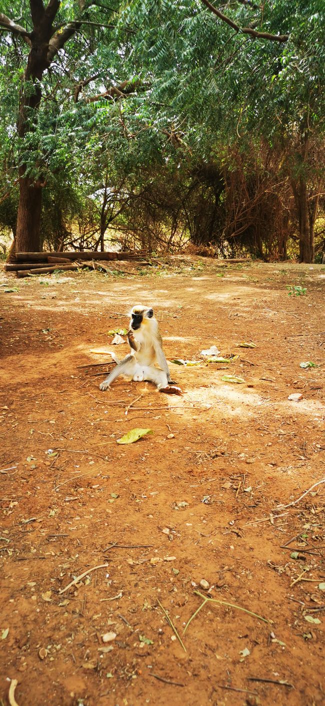 Foret de Bandia - Safari