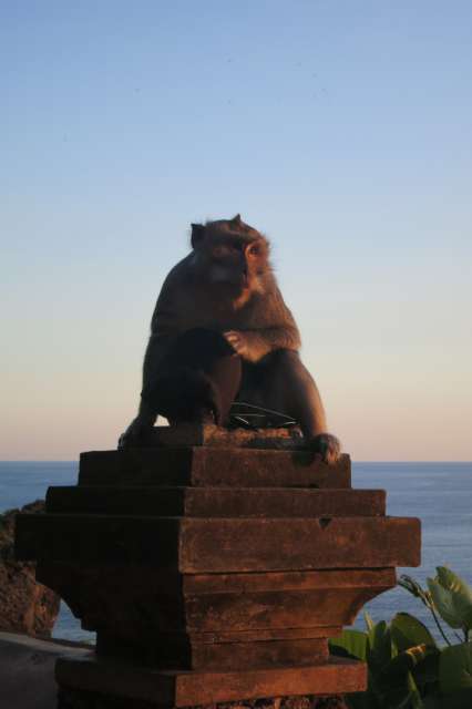 ein Affe mit seiner Beute