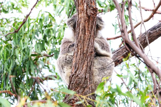 Die meisten Koalas trifft man eher so an... 