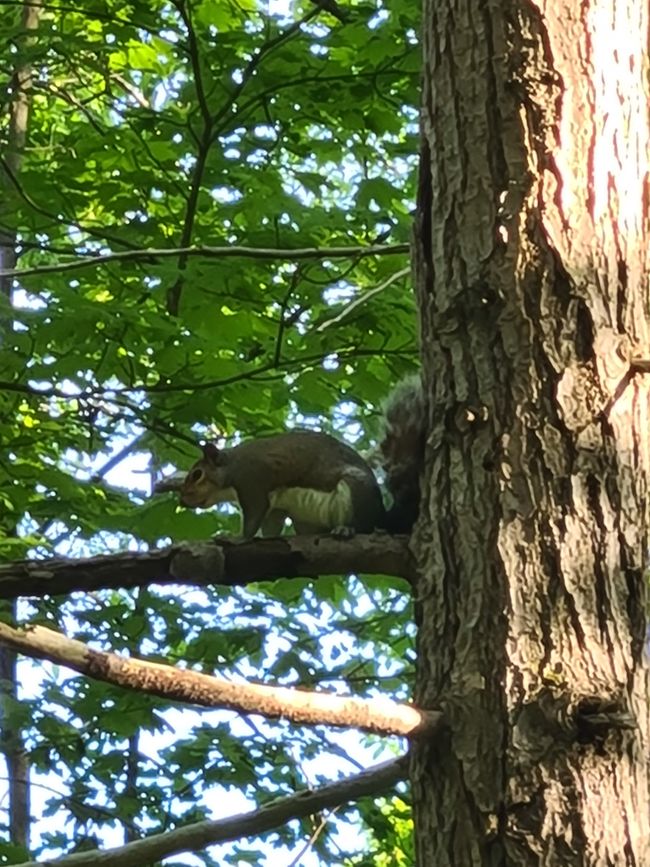 Zwei Eichhörnchen im Wald.