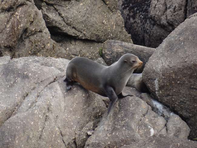 Incredibly fast and agile, the seals jump around on the rocks!
