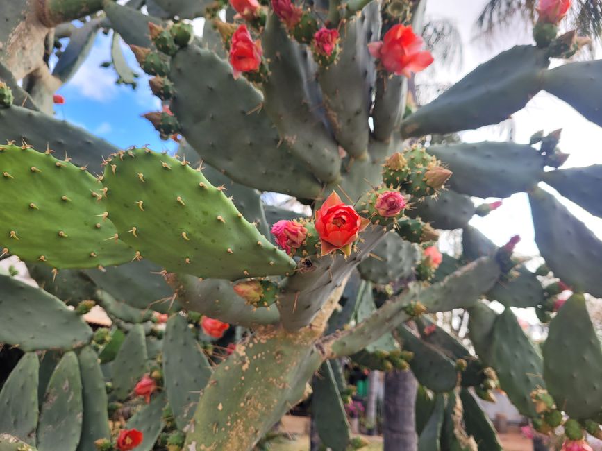 cactus blossom at Cue
