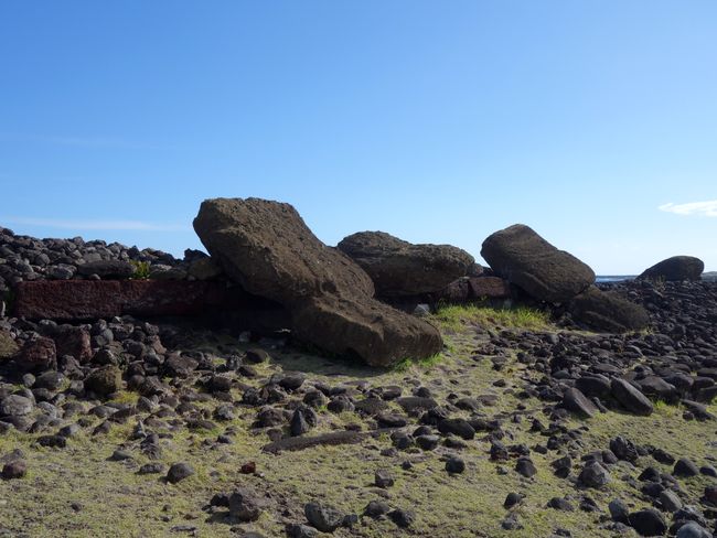 Ahu Akahanga: So sahen alle Plattformen Mitte des 19. Jhdt.s aus, die Moai liegen auf dem Bauch.